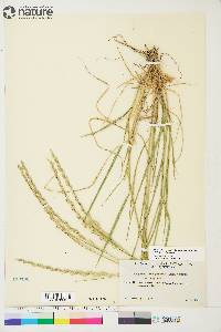 Elymus trachycaulus subsp. trachycaulus image