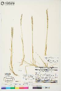 Elymus violaceus image