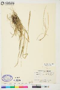 Elymus violaceus image