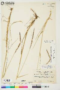 Elymus violaceus image