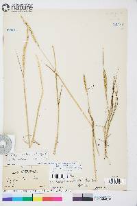 Elymus violaceus image