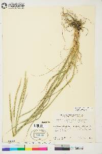 Elymus violaceus image