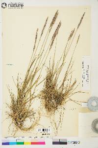 Elymus violaceus image