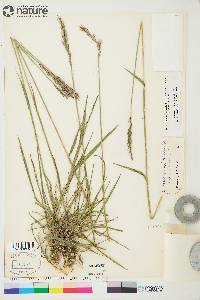 Elymus violaceus image