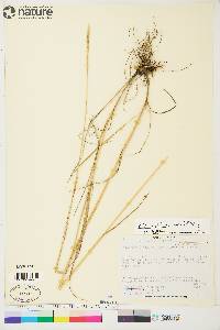 Elymus trachycaulus subsp. subsecundus image