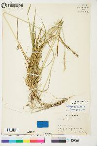 Elymus violaceus image