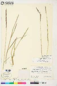 Elymus violaceus image