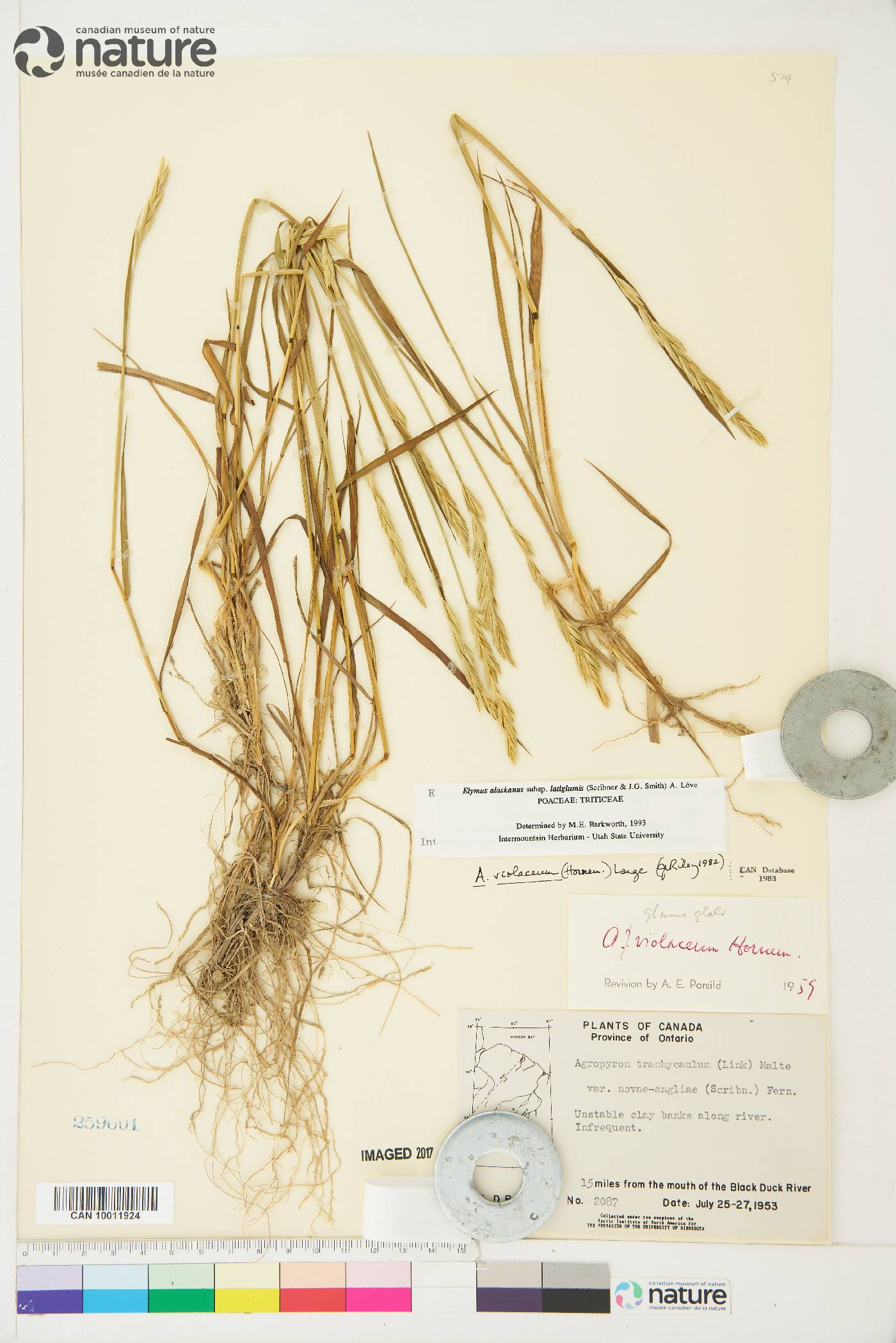 Elymus violaceus image