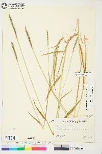 Elymus violaceus image