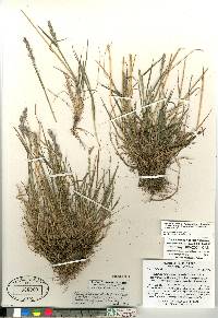 Elymus alaskanus subsp. hyperarcticus image