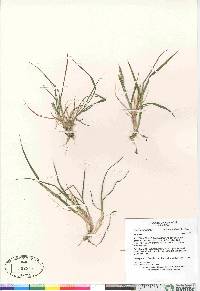 Elymus alaskanus subsp. hyperarcticus image