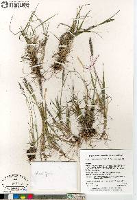 Elymus alaskanus image