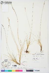 Festuca brachyphylla image