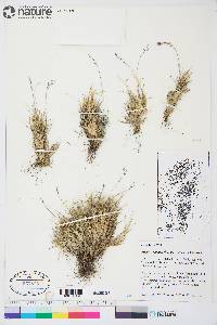 Festuca edlundiae image