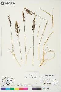 Calamagrostis purpurascens image