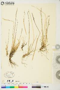 Image of Puccinellia angustata
