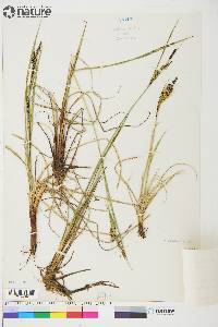 Carex aquatilis var. stans image