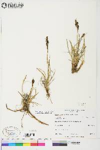 Carex aquatilis var. stans image