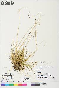 Carex atrofusca image