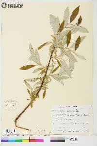 Salix alaxensis var. longistylis image