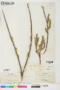 Salix longistylis image