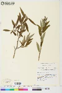 Salix arbusculoides image