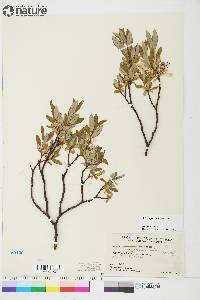 Image of Salix argyrocarpa