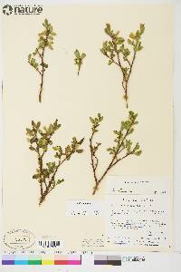 Image of Salix ballii