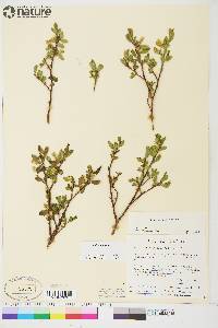 Salix ballii image