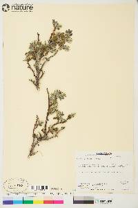 Salix arctica image