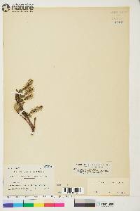 Image of Salix anglorum