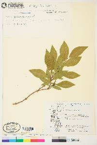 Image of Salix hastata