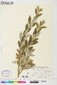 Salix glauca var. acutifolia image