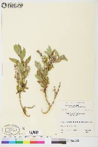 Salix brachycarpa subsp. niphoclada image