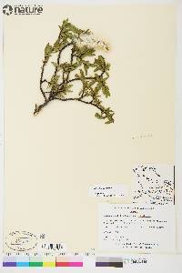 Salix planifolia image