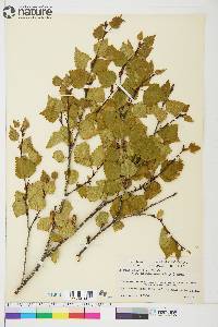 Betula papyrifera image