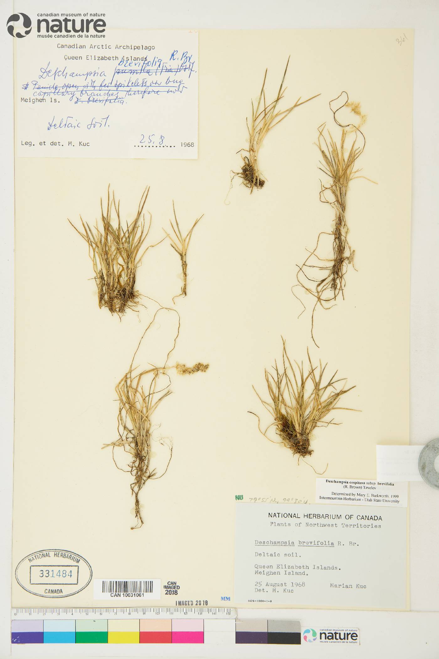 Deschampsia brevifolia image