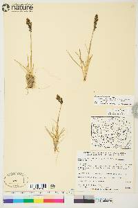 Deschampsia brevifolia image