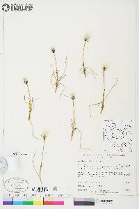 Eriophorum scheuchzeri image