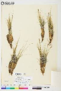 Carex myosuroides image