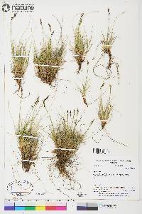 Carex glacialis image