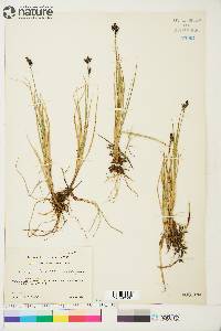 Carex holostoma image