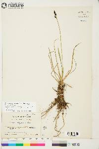 Carex bigelowii image