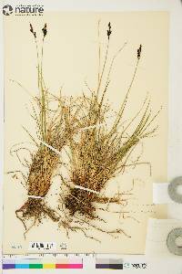 Carex bigelowii subsp. lugens image