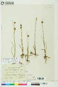 Juncus leucochlamys image