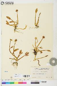 Image of Coptidium pallasii