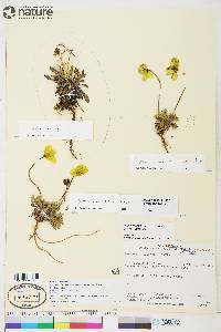 Papaver radicatum subsp. polare image