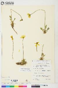 Papaver radicatum subsp. radicatum image