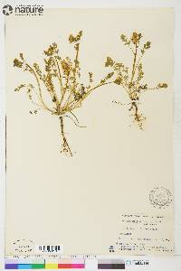 Corydalis aurea subsp. aurea image