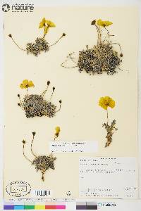 Papaver mcconnellii image